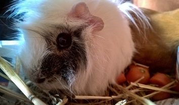 Guinea pig