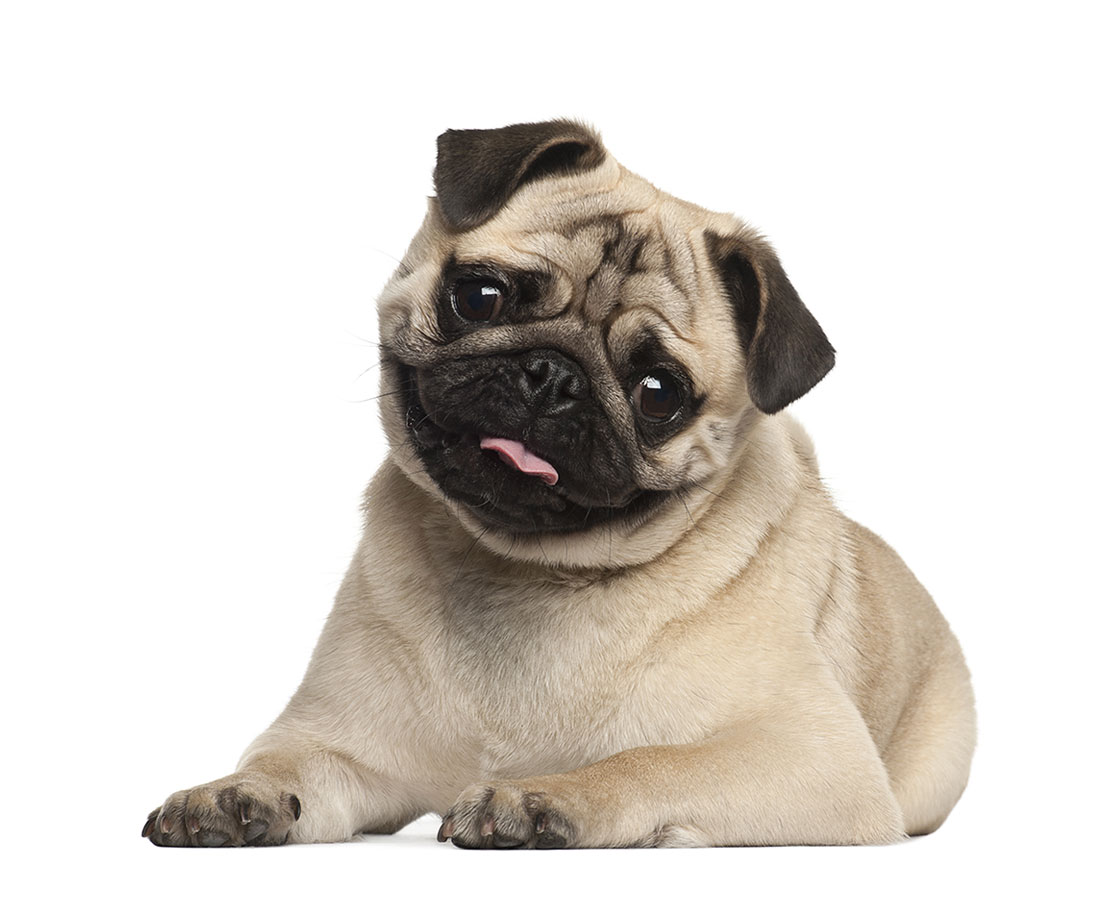 Pug